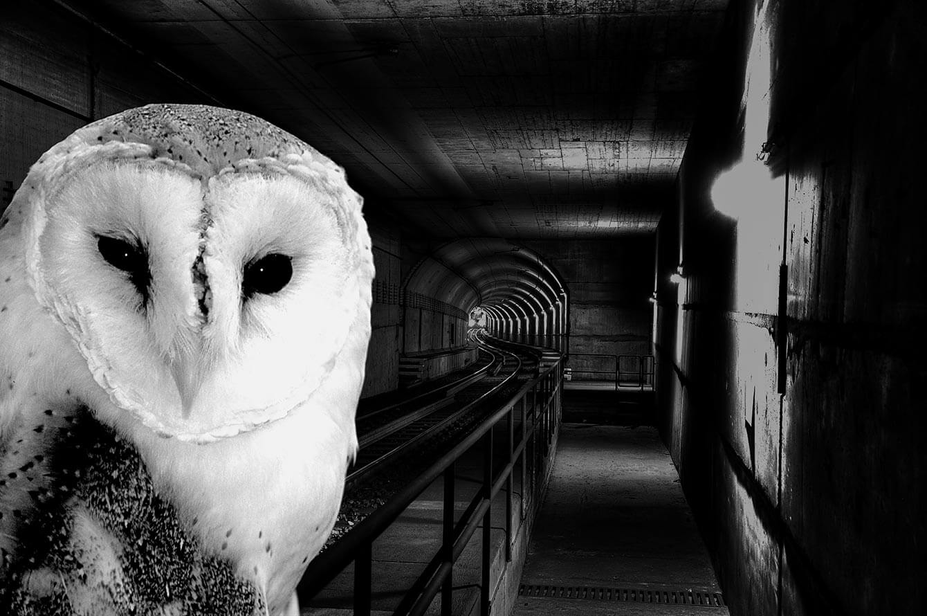 Schwarz-weiß Bild eines U-Bahn Tunnels und links im Bild ein Portrait einer Eule